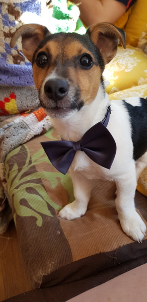 Rudest things said about your dog?