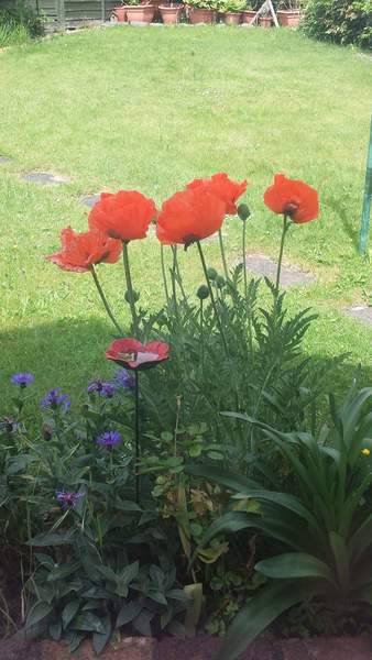 Oriental Poppies