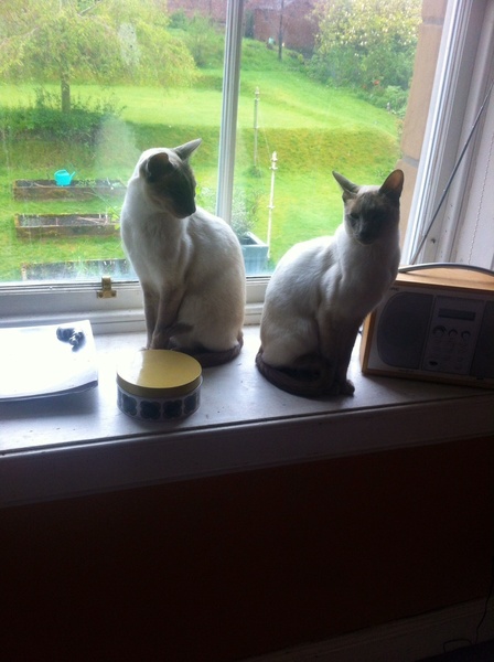 Westminstenders: Fallout coming to a place near you soon