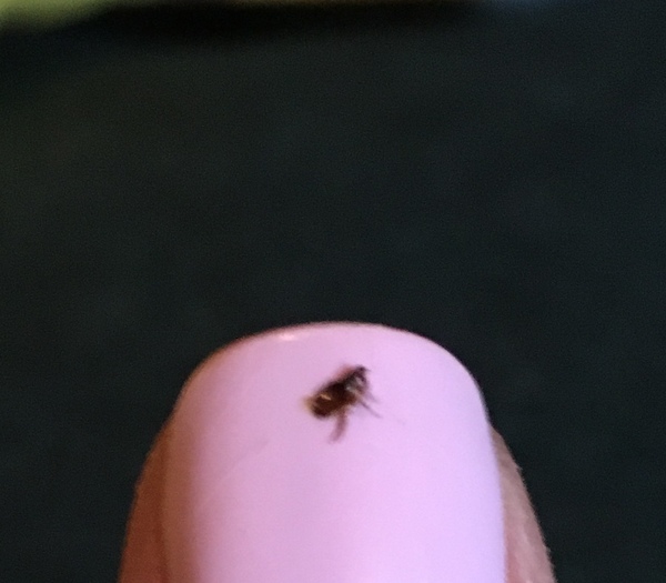 To burn the house down (pic included)