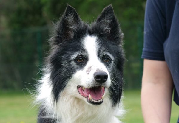 To adopt an 11 year old dog?