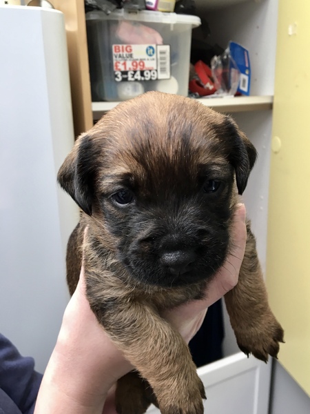 Border Terrier training book