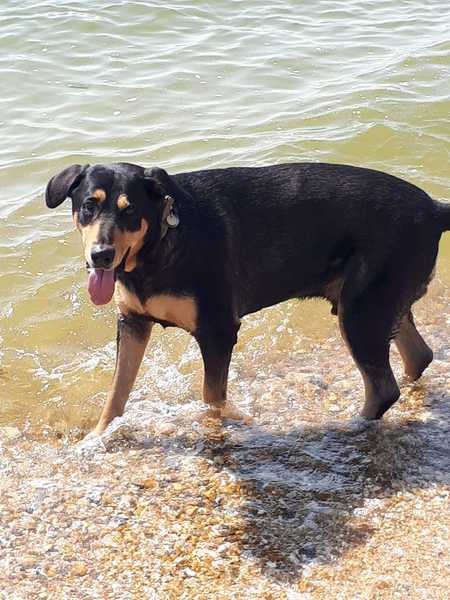 Best guard dog breeds?