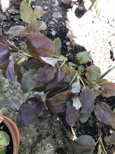 Total beginner - I didn’t plant this, what the hell is it?