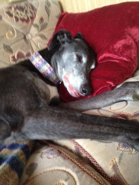 Any suggestions for bizarre anxiety issue with dog?