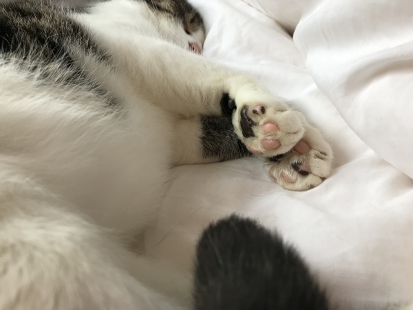 Toe beans