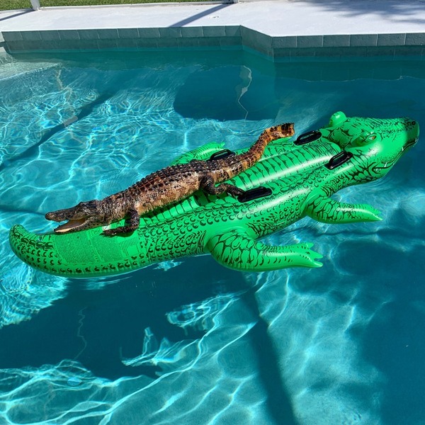 This might make your day… But I'm glad it wasn't in my pool.