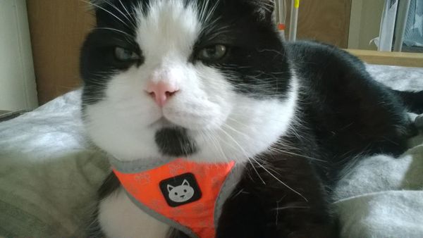 Former strays as indoor cat