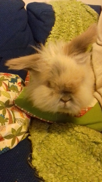 Westminstenders: A fully functioning government?