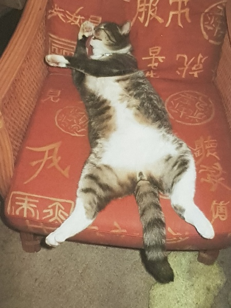 Next door's -thug- cat