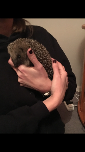 Who else is helping hedgehogs?