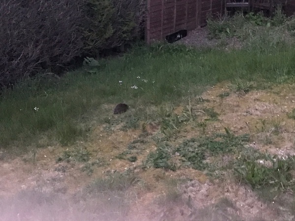 Hedgehog problem, any knowlegable people about?