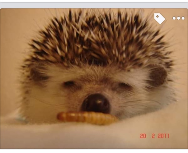 Please tell me all about having hedgehogs as pets