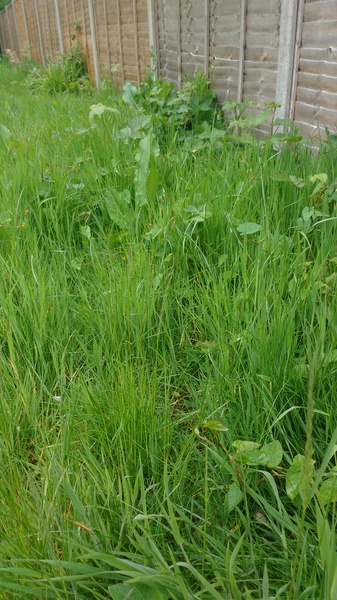 Dealing with an overgrown garden - help!