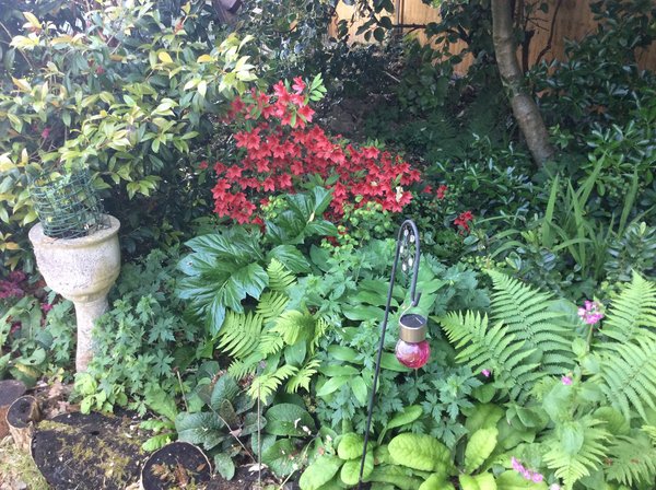 Shady characters - a permanent home for shade garden suggestions!