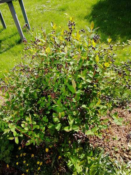 Plant ID help