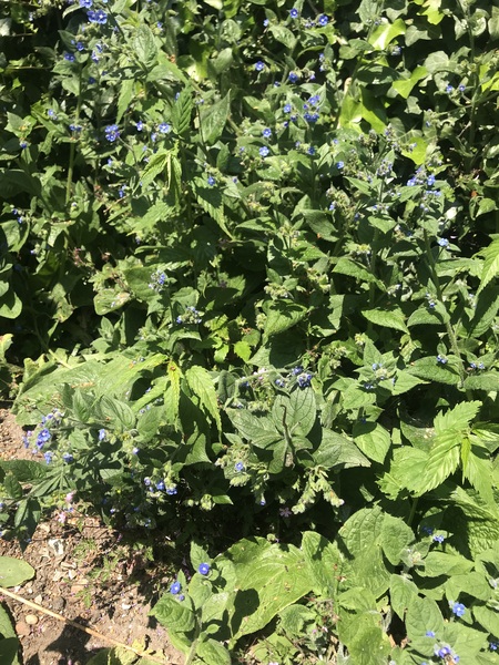 Can anyone id this plant?!