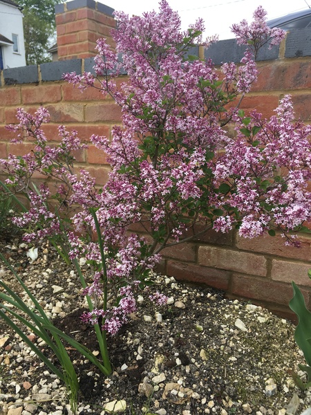 Lilac - help!
