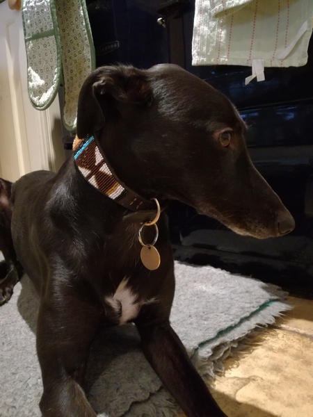 To expect to be able to re-home a rescue dog when I have two children?