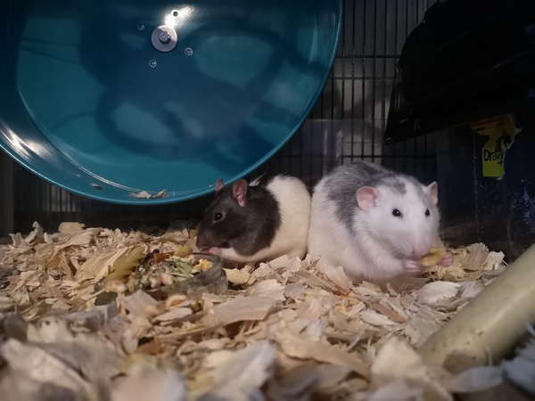 Please tell me all about having hedgehogs as pets