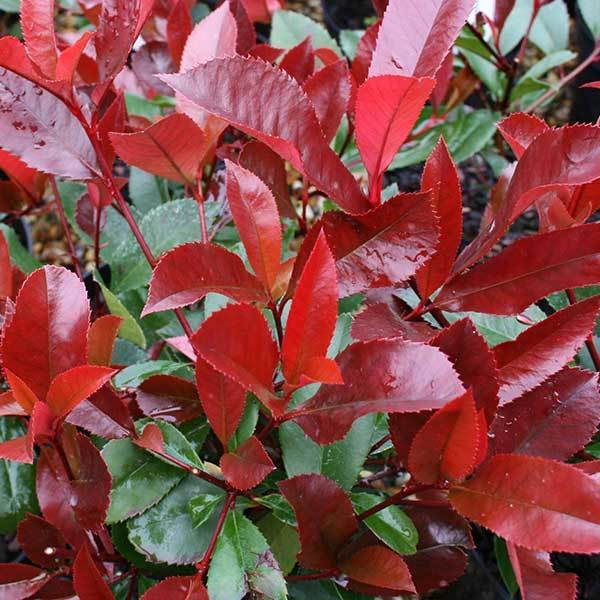 Please suggest plant suitable for pot in full sun?