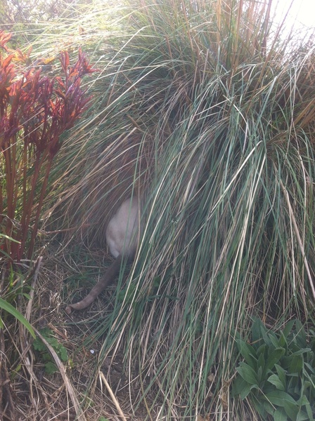 Westminstenders: Lets get on with...