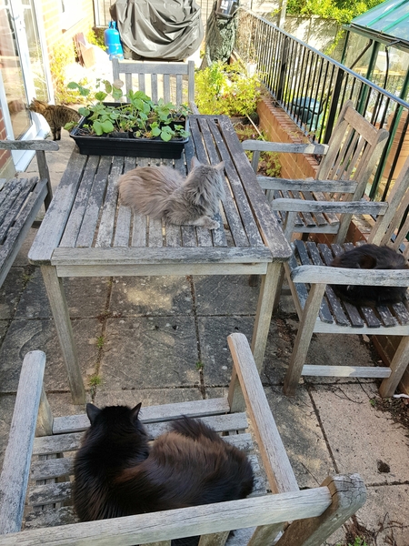 Next door's -thug- cat