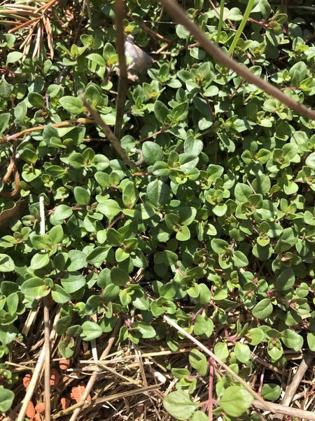 Plant ID request - another lemony one