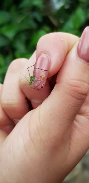 Any insect experts tell me what this fancy fellow is?
