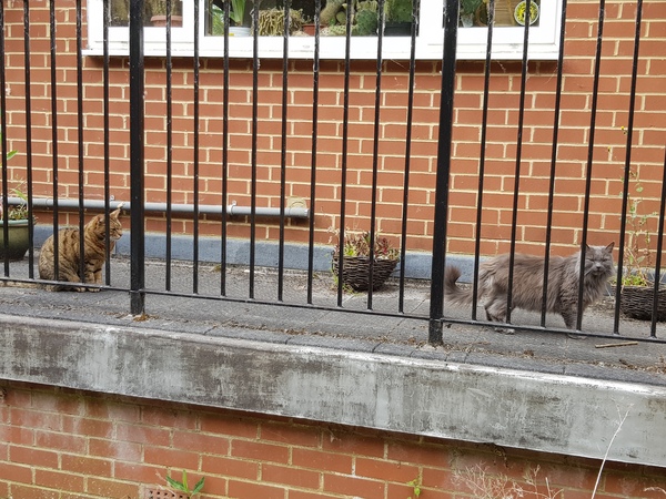 Next door's -thug- cat