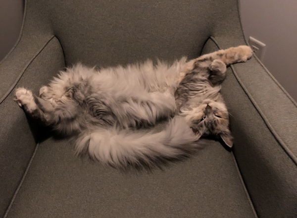 What purpose does a cat have on the planet