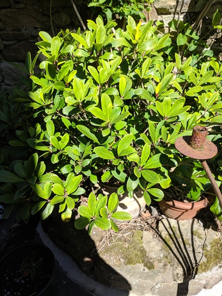 Yet another plant ID thread