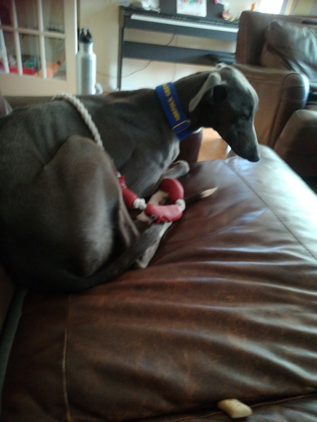 Lurcher- Just the way they are?