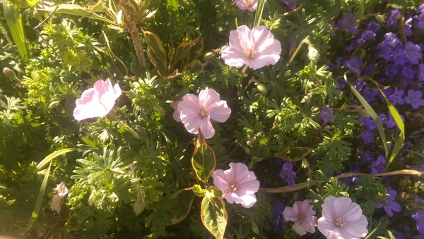 Plant id please