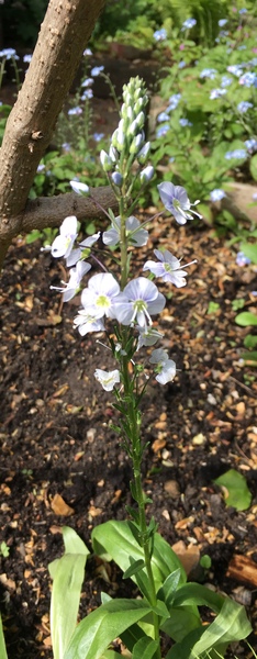 Plant ID help
