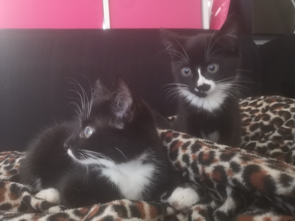 New kitten not putting on weight
