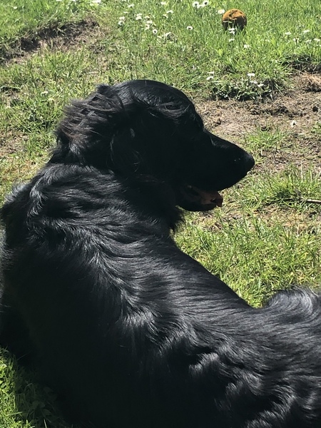 Show me your dogs