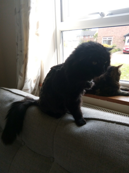 Cat Slave Wanted!