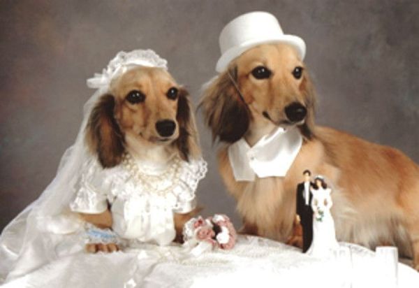 Furry Wedding Invitation