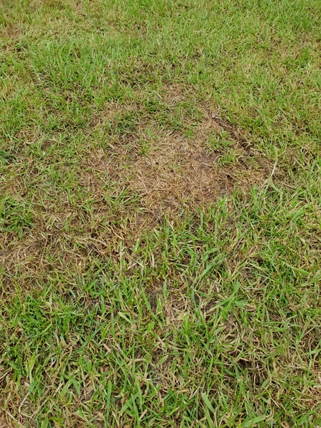 New turf looking patchy, will it be ok?