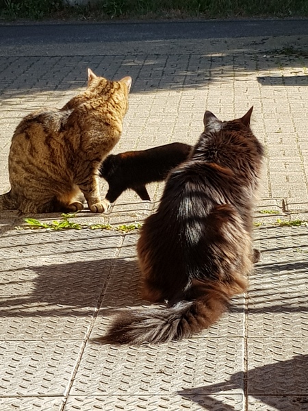 Next door's -thug- cat