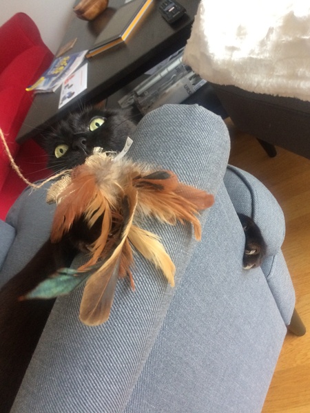 Please help - cat attacks!