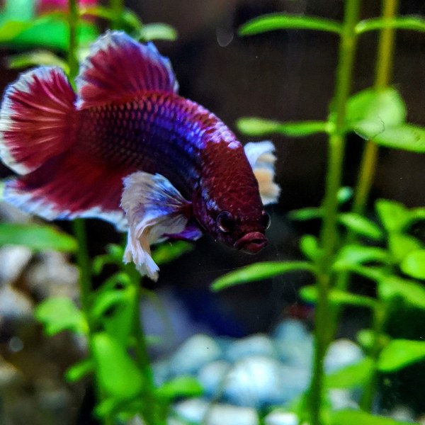 55l tank for 2 goldfish?