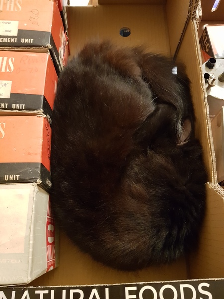 What's your DCat up to today? (Thread 7!)