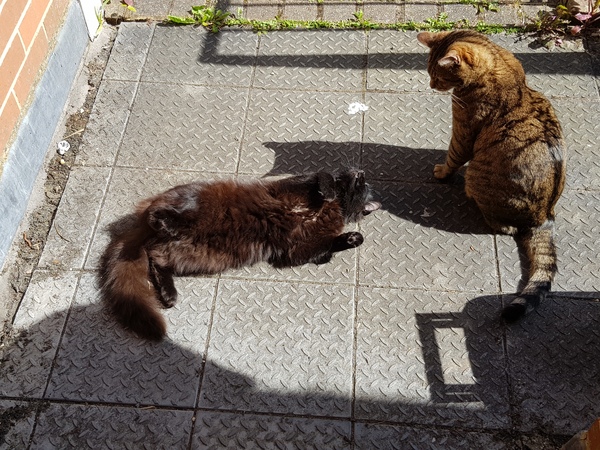 Next door's -thug- cat