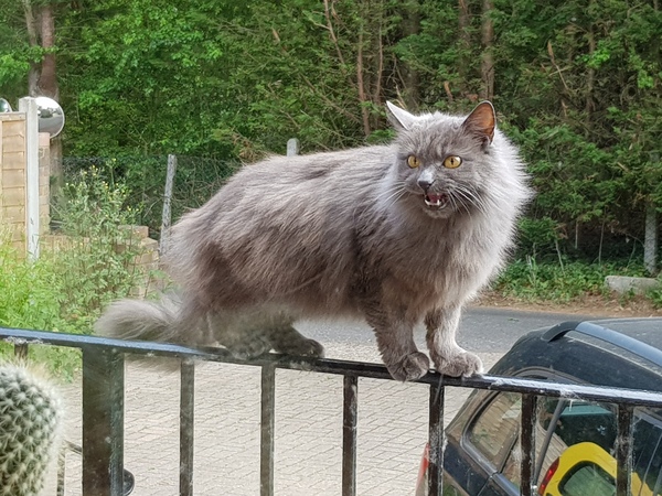 What's your DCat up to today? (Thread 7!)