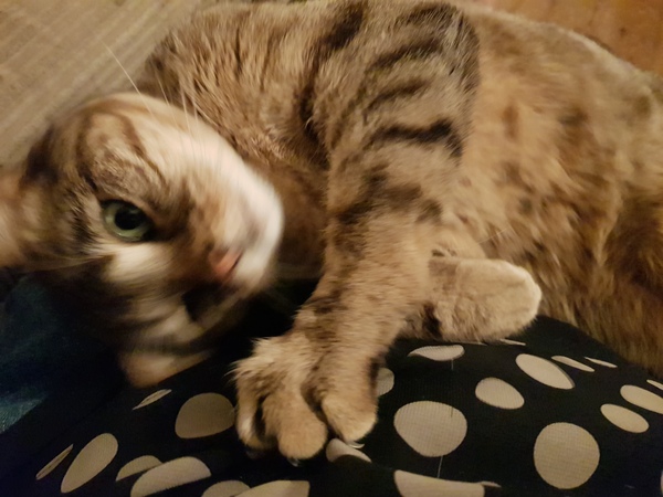 Should I be worried about my cat?