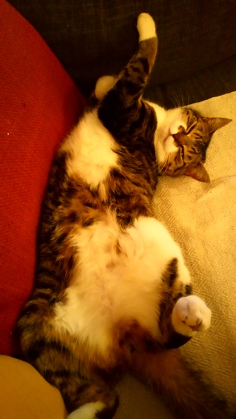 What's your DCat up to today? (Thread 7!)