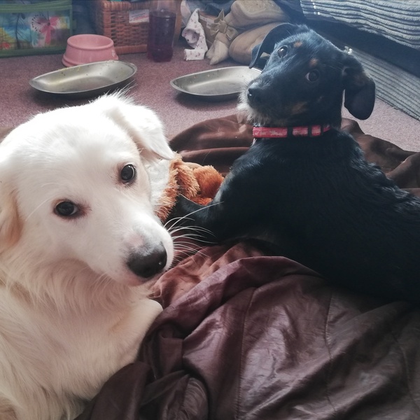 Your favourite dog breed?