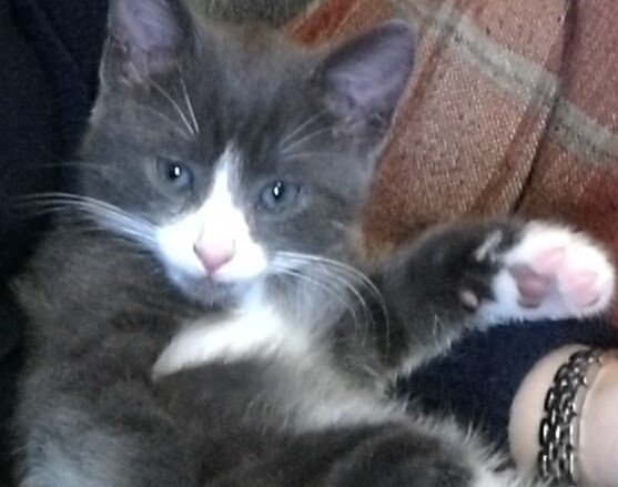 Toe beans